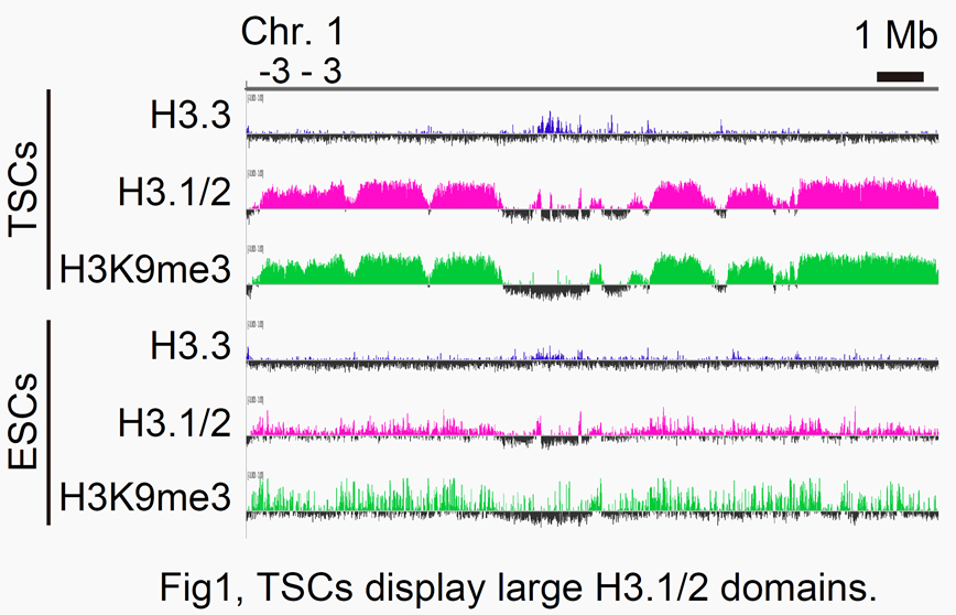 Fig1:  TSCs display large H3.1/2 domains.