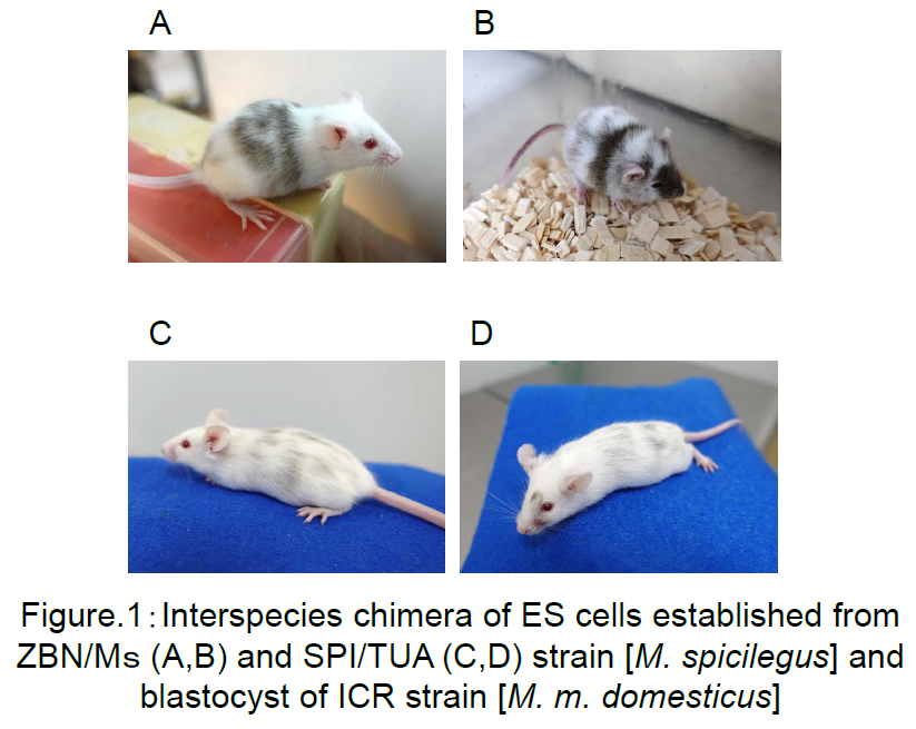 Fig.1:Interspecies chemera of ES cells established form ABN/Ms(A,B)abd SPI/TUA(C,D)strain [M. Spicilegus] and blastocyst of ICR strain [M. m.  domesticus]