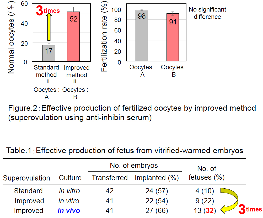 Fig.2:  Effective production of fertilized oocytes by improved method (superovulation using auti-inhibin serum)  Table 1:  Effective production of ferus from vitrified-wamed embryos