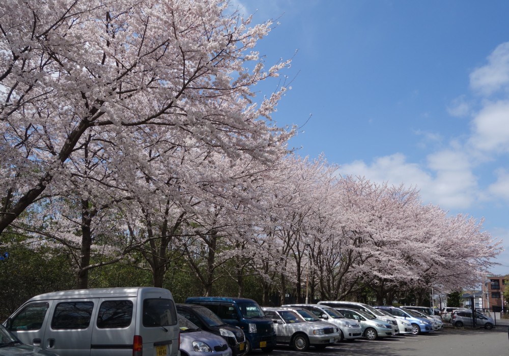 理研構内の桜の写真